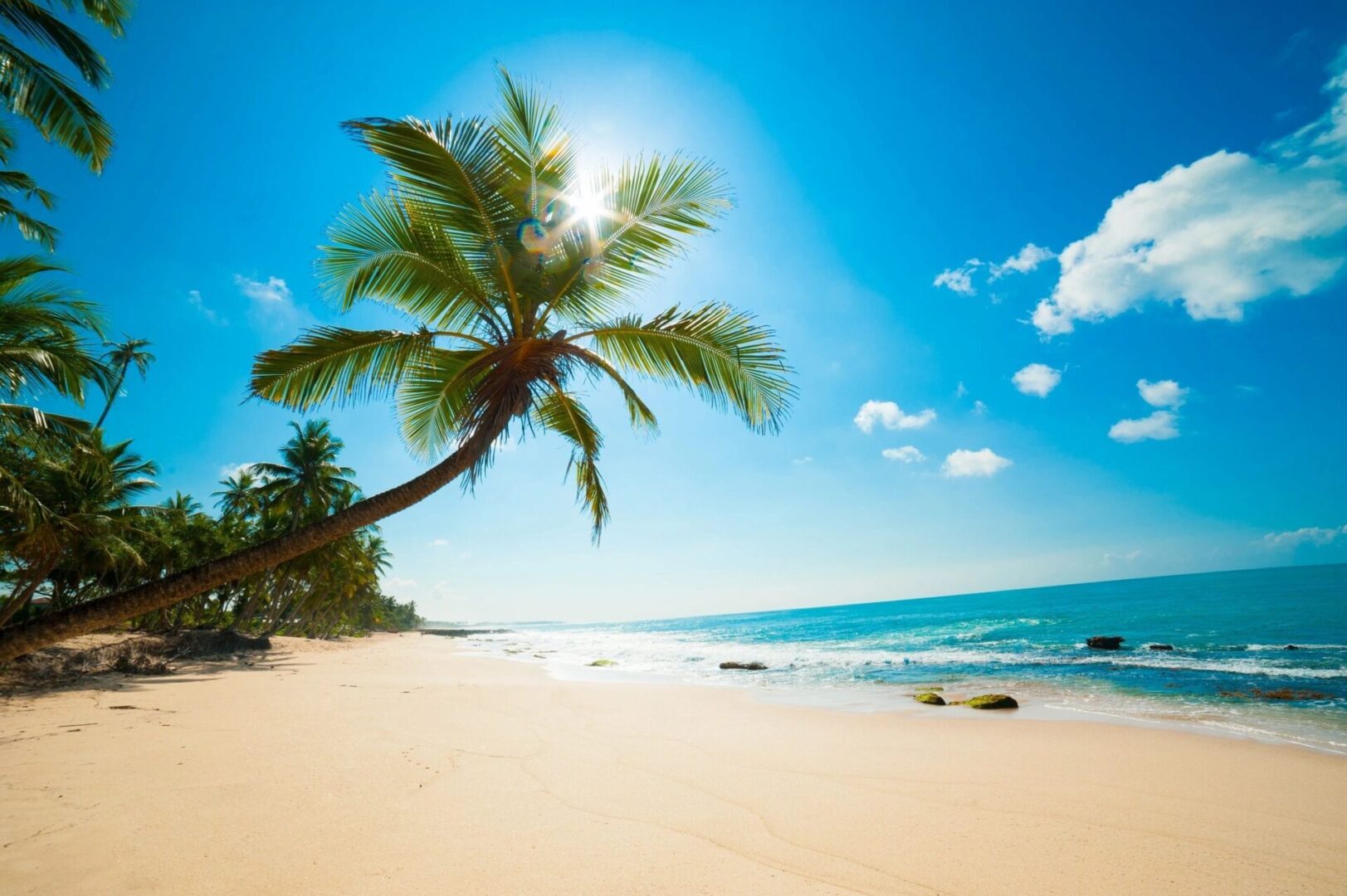 Beautiful palm tree on a beautiful beach